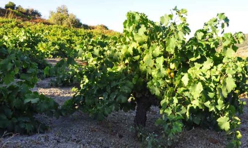 Виноградарство на итальянском острове Пантеллерия получило статус наследия ЮНЕСКО