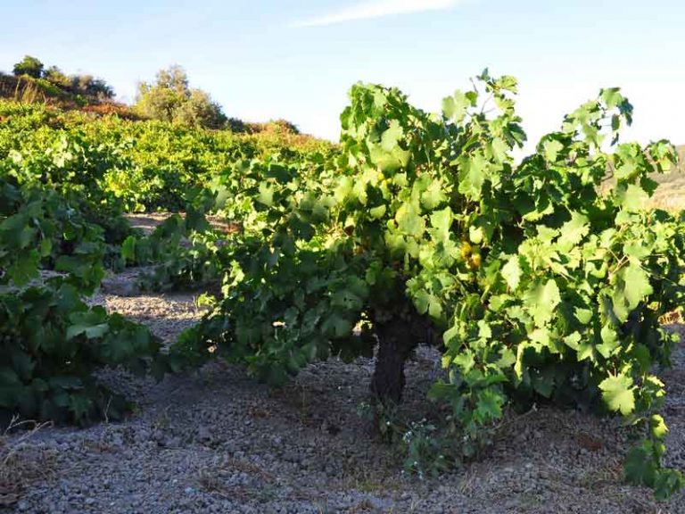 Виноградарство на итальянском острове Пантеллерия получило статус наследия ЮНЕСКО