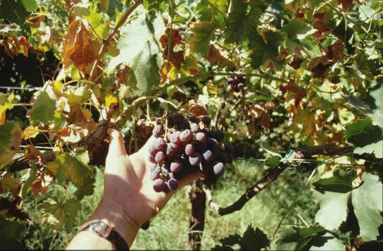 Бактерия, ответственная за смертельную болезнь виноградной лозы, найдена в почве Франции