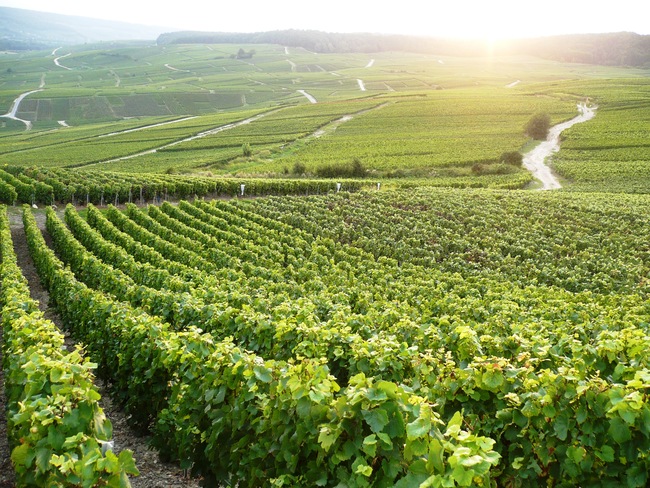Шампанское 2015: урожай входит в «решающую» стадию