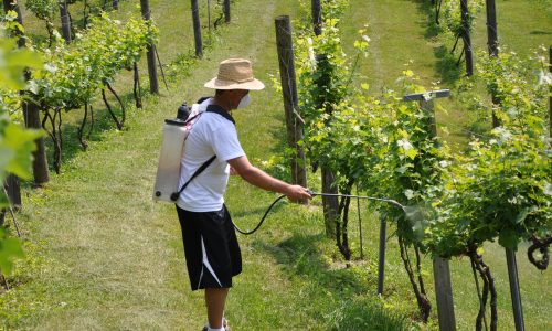 Виноделы получат от Bayer компенсацию за загубленный урожай