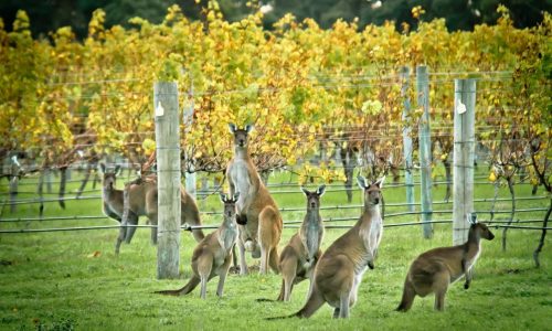 Brexit может оказаться выгодным для австралийских виноделов