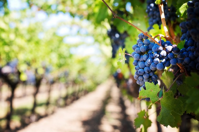 Сколько вина дает виноградная лоза?