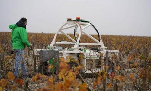 Роботы на винограднике в бордосском Clerc Milon