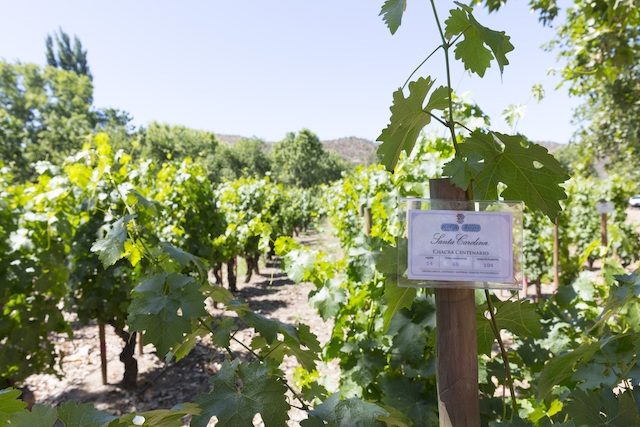 В Чили нашли потерянный сорт винограда