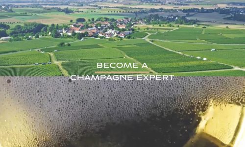 Итоги Champagne-квиза «Cтань экспертом Шампани с Champagne MOOC»